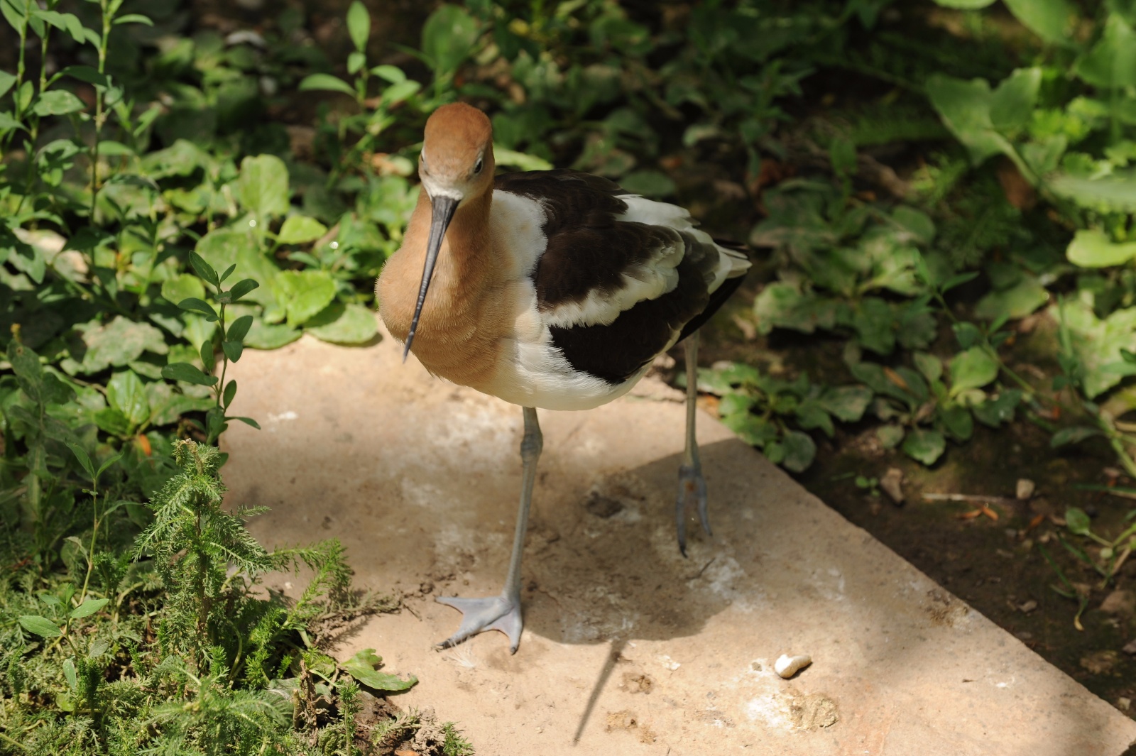 American Avocet 73